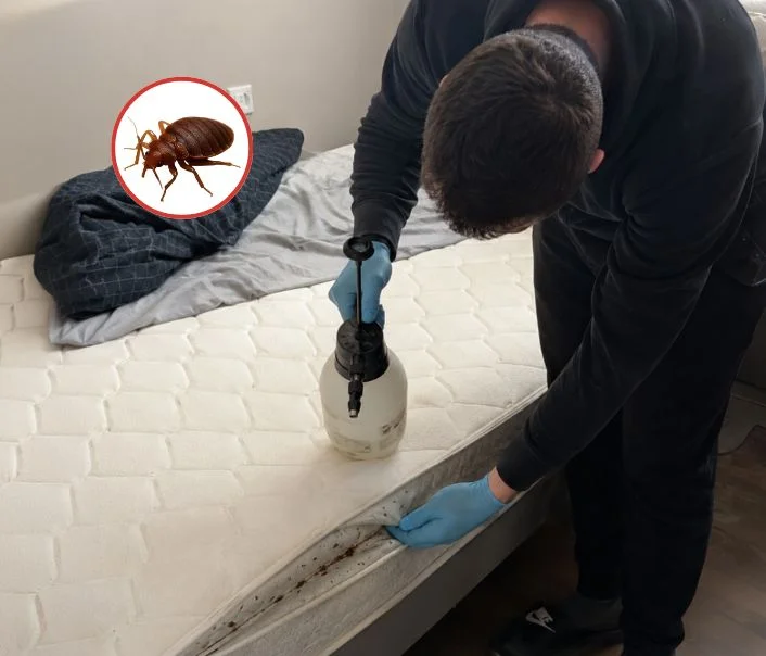 Technicien traitant un matelas contre les punaises de lit à Saint-Rémy-l'Honoré